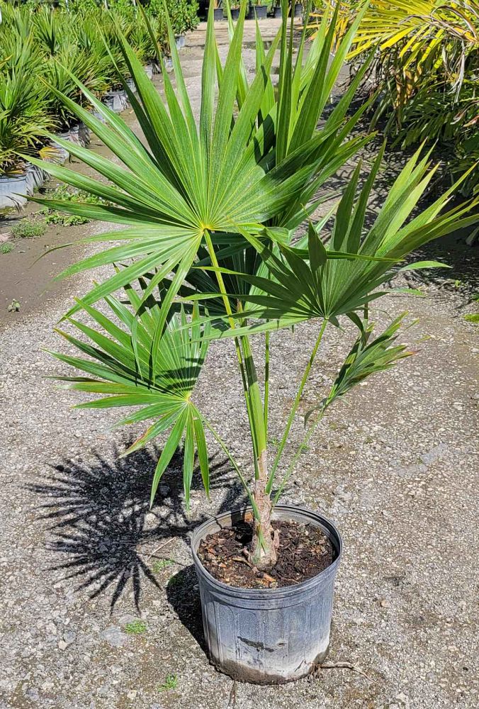 thrinax-radiata-florida-thatch-palm