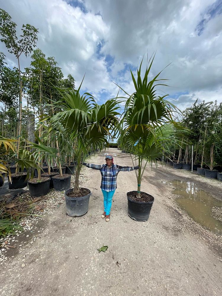 thrinax-radiata-florida-thatch-palm