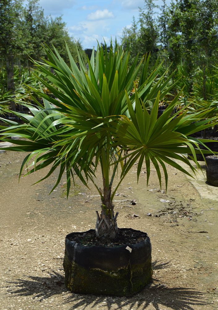 thrinax-radiata-florida-thatch-palm