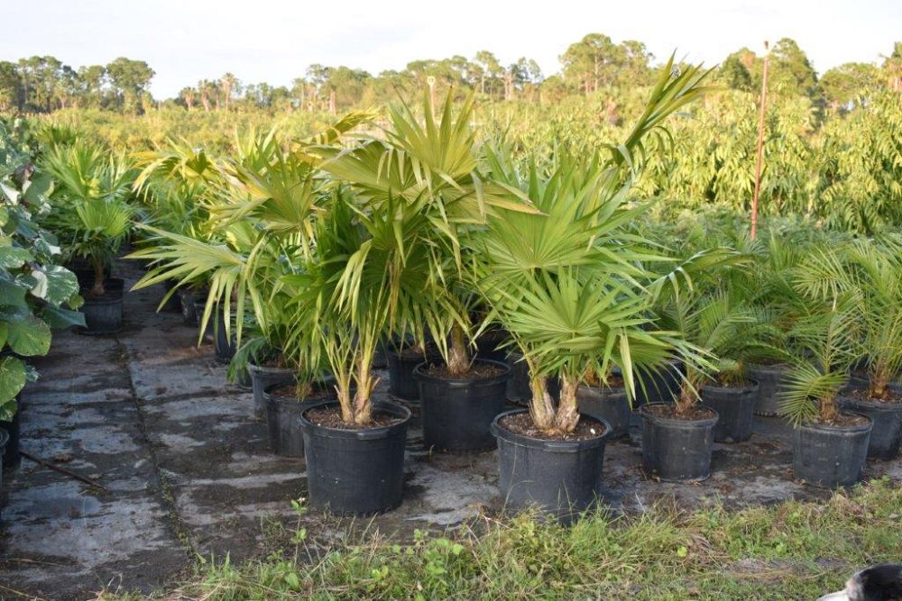 thrinax-radiata-florida-thatch-palm