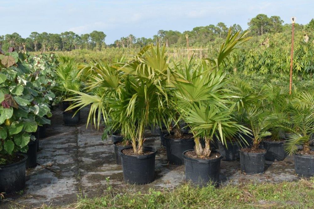 thrinax-radiata-florida-thatch-palm