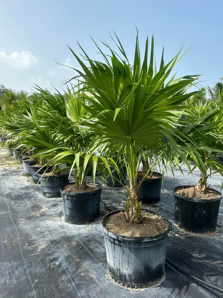 thrinax-radiata-florida-thatch-palm