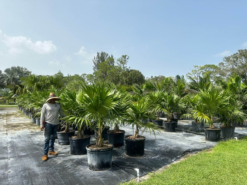 thrinax-radiata-florida-thatch-palm