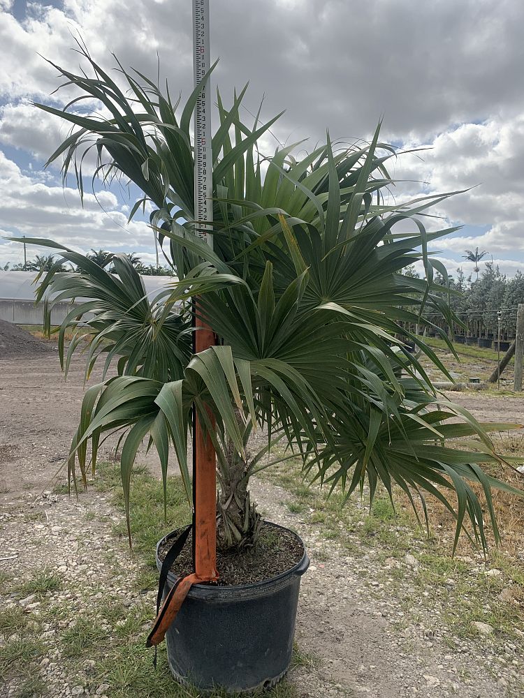 thrinax-radiata-florida-thatch-palm