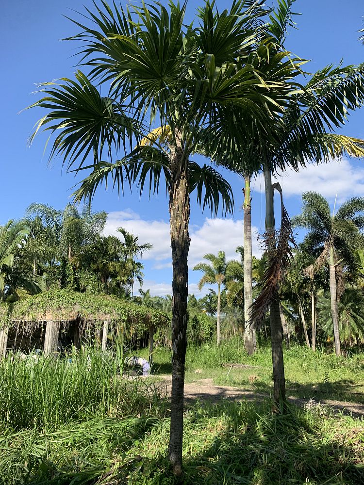 thrinax-radiata-florida-thatch-palm