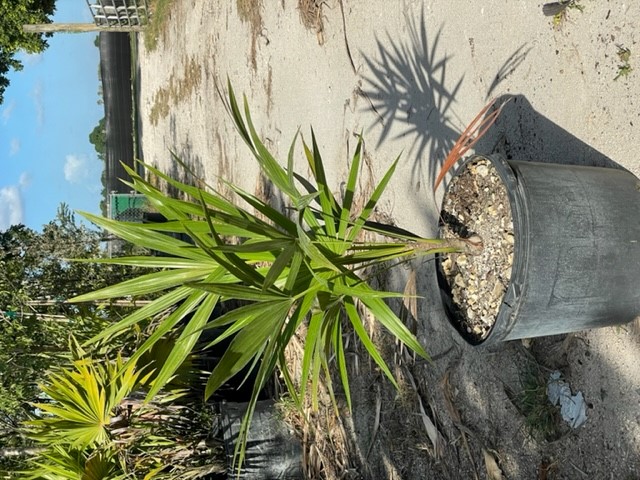thrinax-radiata-florida-thatch-palm