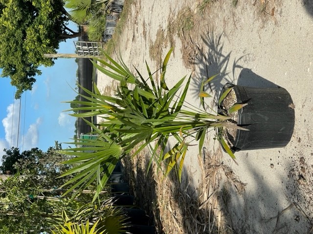 thrinax-radiata-florida-thatch-palm