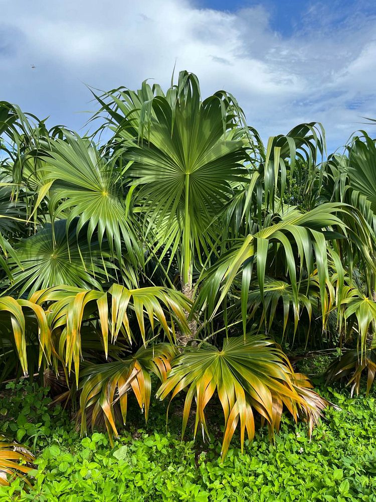 thrinax-radiata-florida-thatch-palm