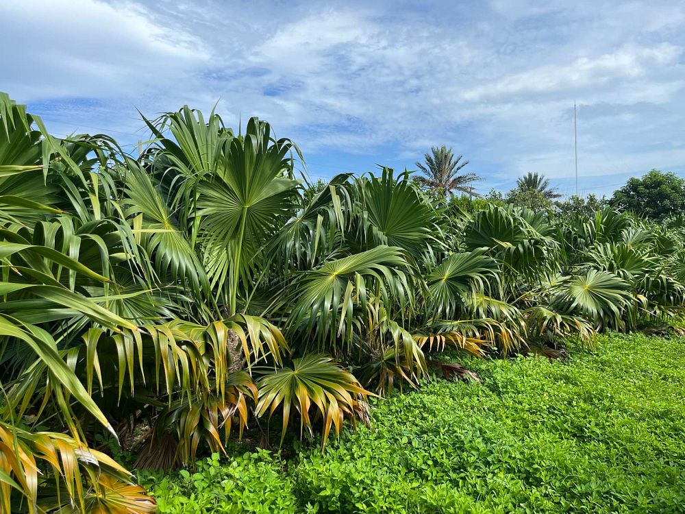 thrinax-radiata-florida-thatch-palm