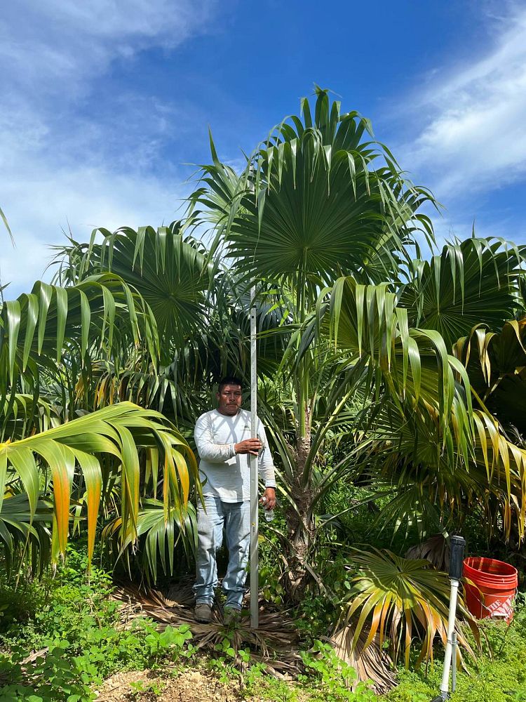 thrinax-radiata-florida-thatch-palm