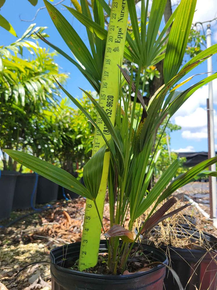 thrinax-radiata-florida-thatch-palm