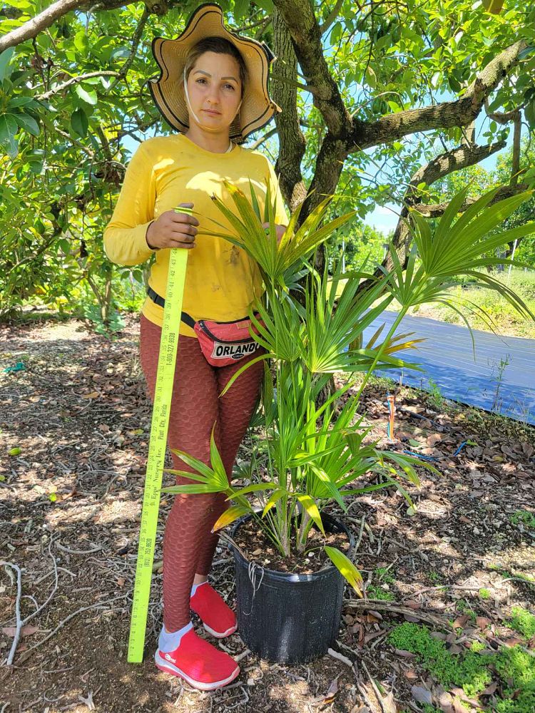 thrinax-radiata-florida-thatch-palm