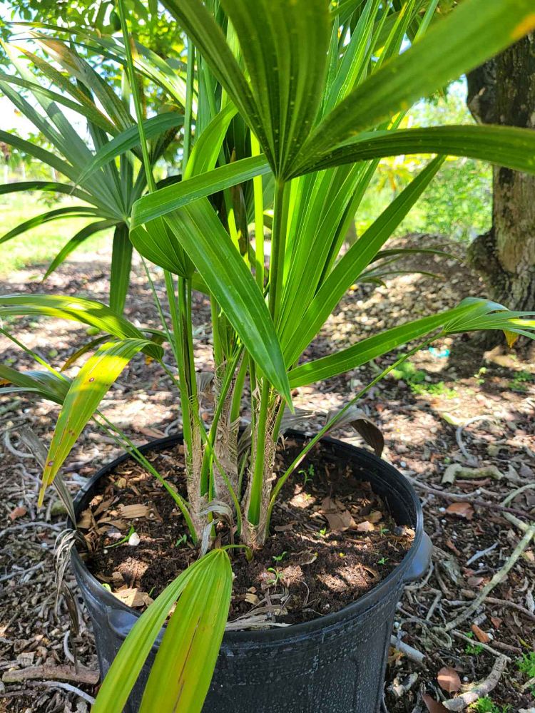 thrinax-radiata-florida-thatch-palm