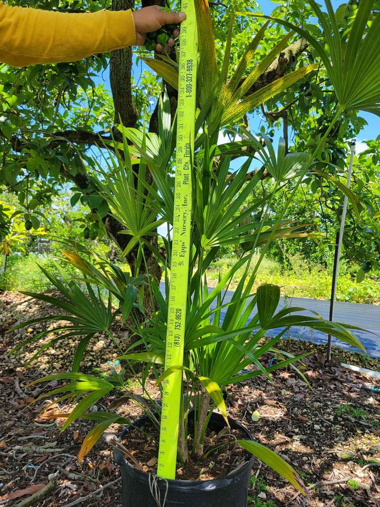 thrinax-radiata-florida-thatch-palm
