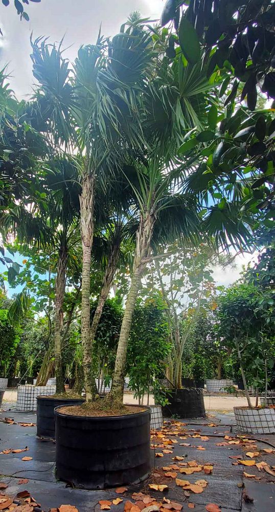 thrinax-radiata-florida-thatch-palm