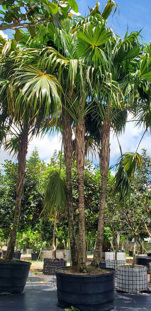 thrinax-radiata-florida-thatch-palm