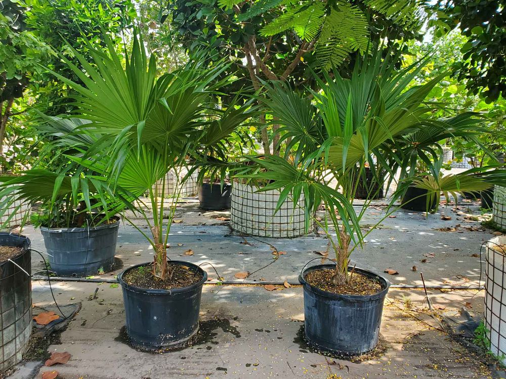 thrinax-radiata-florida-thatch-palm