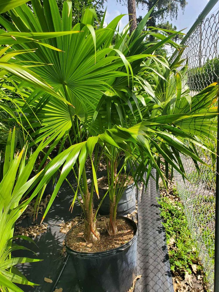 thrinax-radiata-florida-thatch-palm