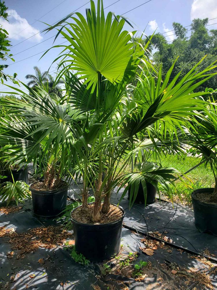 thrinax-radiata-florida-thatch-palm