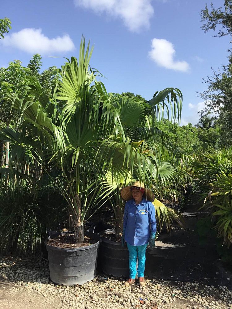 thrinax-radiata-florida-thatch-palm