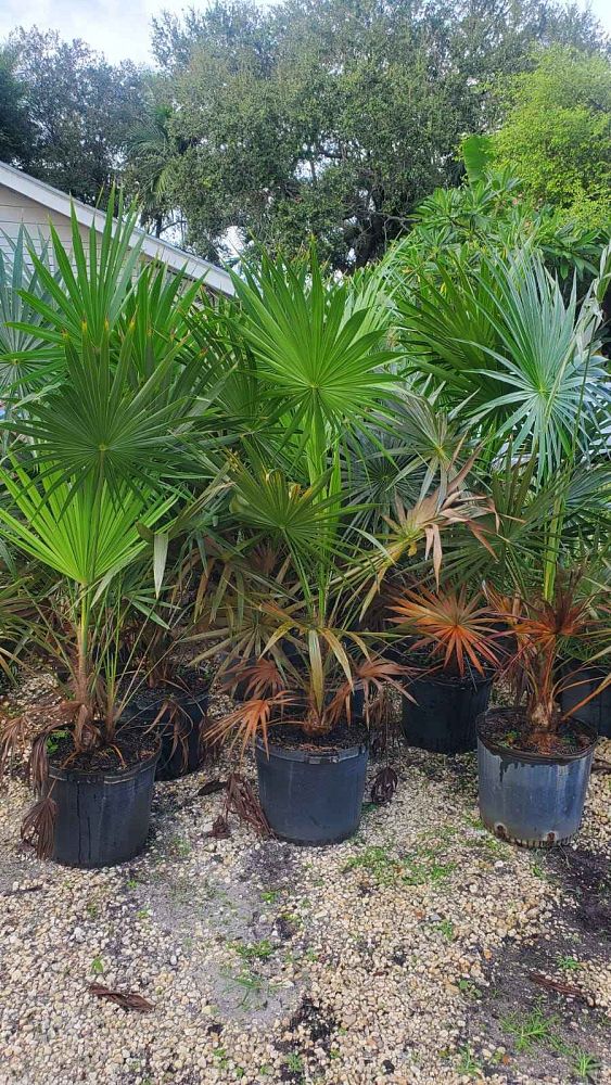 thrinax-radiata-florida-thatch-palm