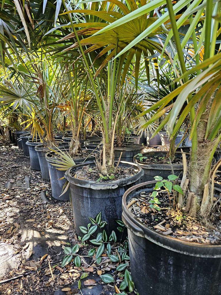 thrinax-radiata-florida-thatch-palm