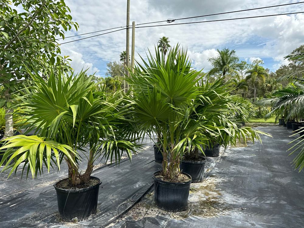 thrinax-radiata-florida-thatch-palm