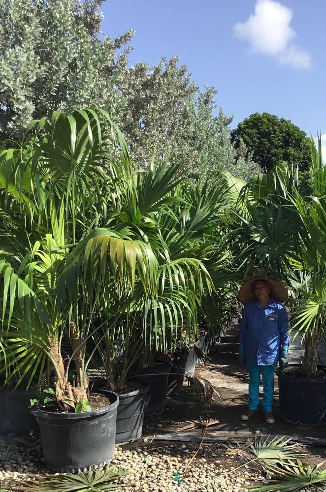 thrinax-radiata-florida-thatch-palm