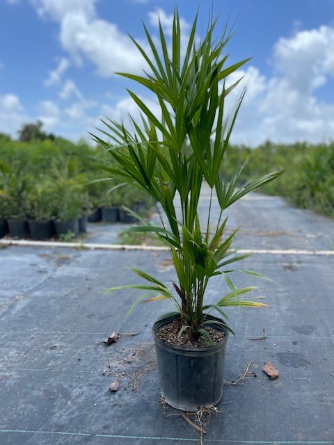 thrinax-radiata-florida-thatch-palm