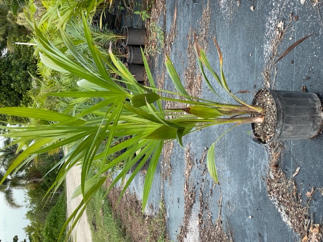thrinax-radiata-florida-thatch-palm