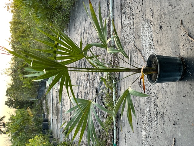 thrinax-radiata-florida-thatch-palm