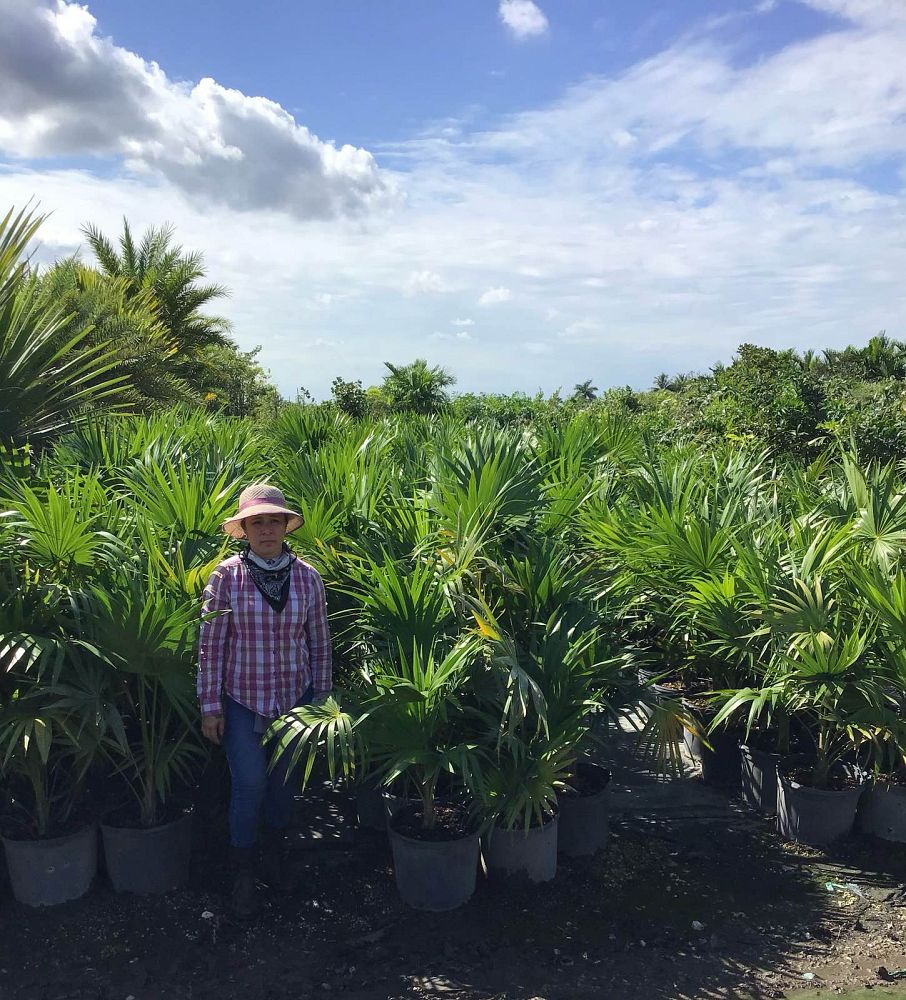 thrinax-radiata-florida-thatch-palm