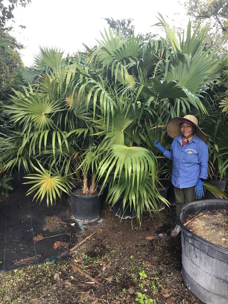 thrinax-radiata-florida-thatch-palm