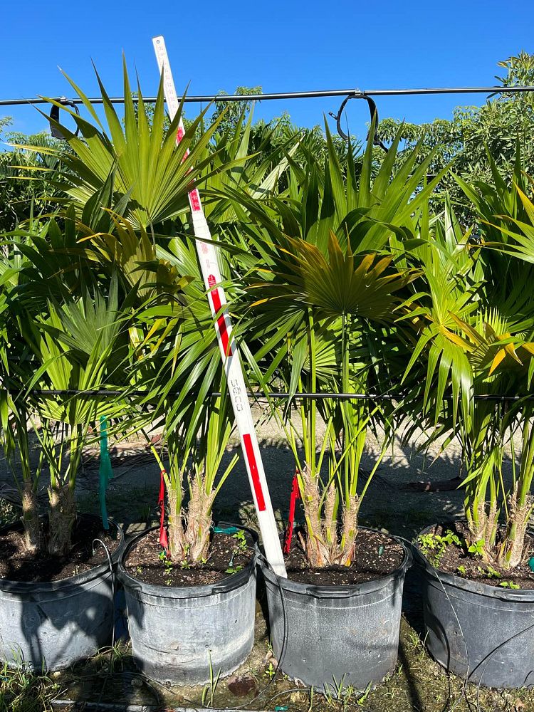 thrinax-radiata-florida-thatch-palm