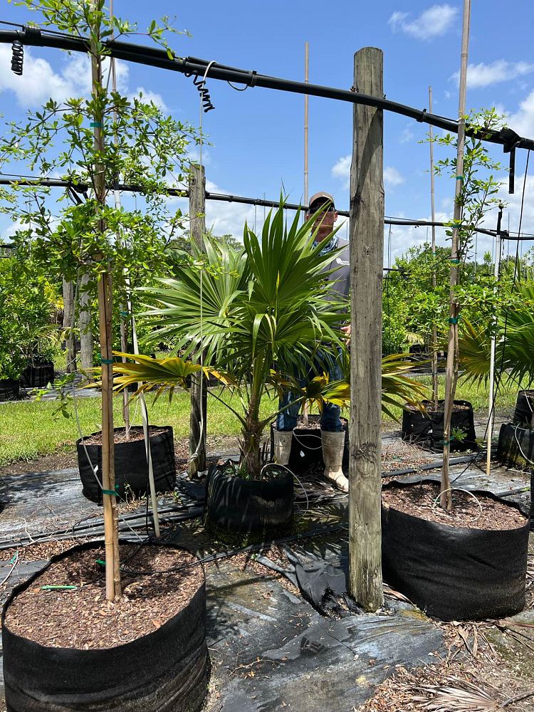 thrinax-radiata-florida-thatch-palm