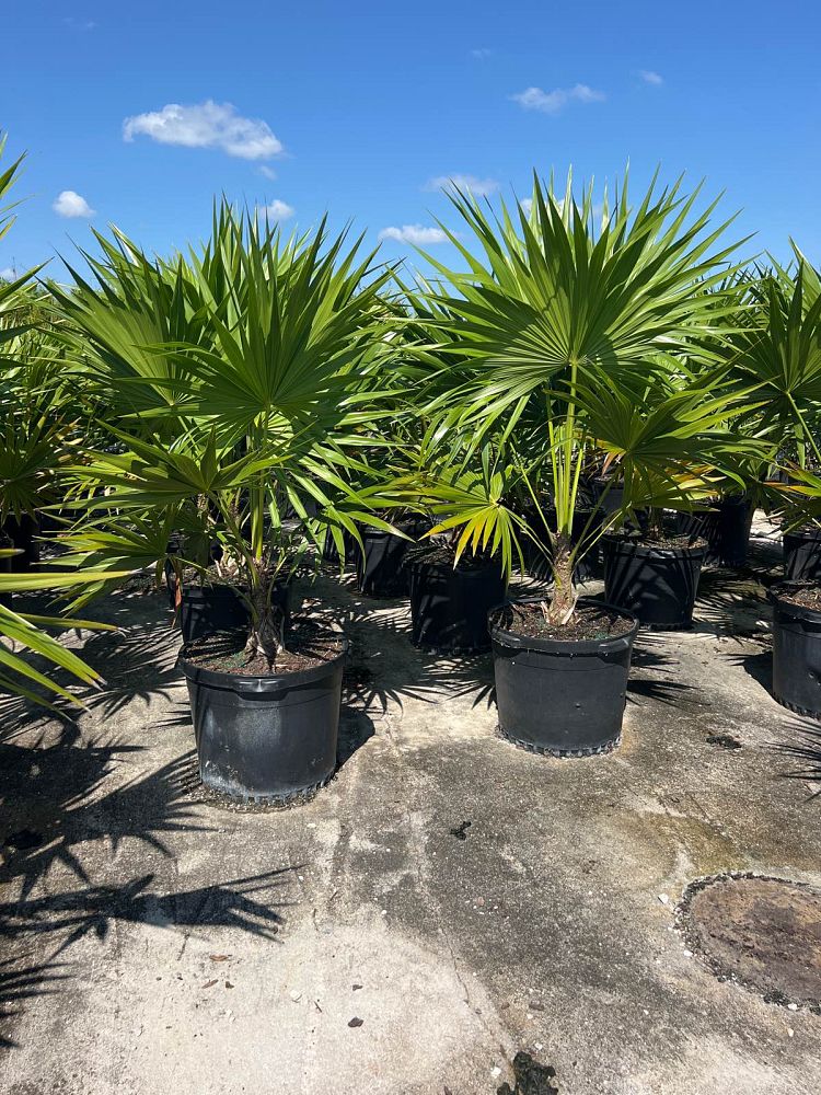 thrinax-radiata-florida-thatch-palm