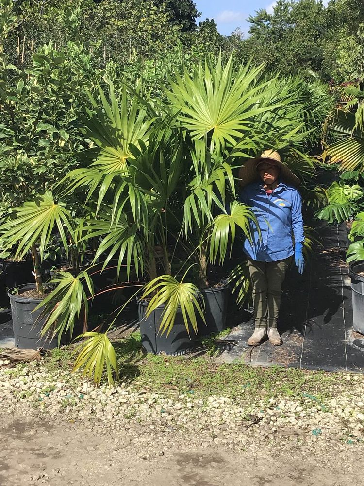 thrinax-radiata-florida-thatch-palm