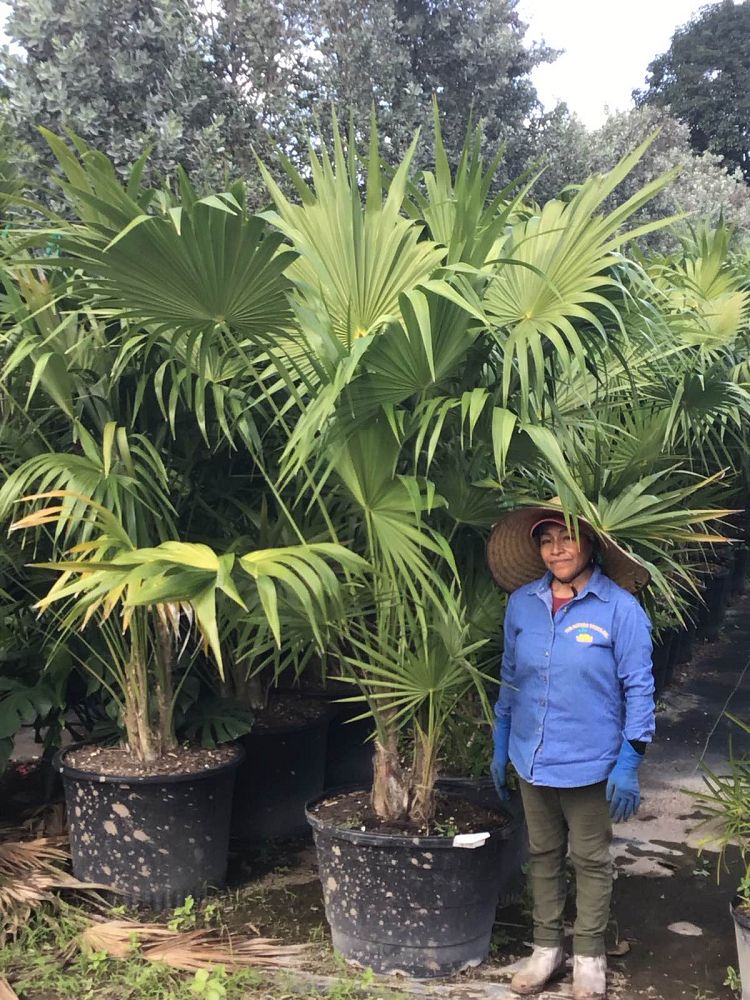 thrinax-radiata-florida-thatch-palm