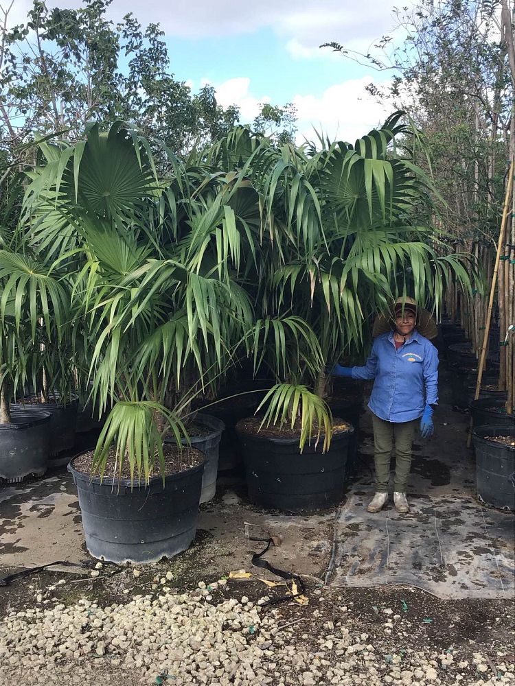 thrinax-radiata-florida-thatch-palm