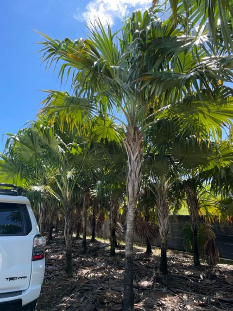 thrinax-radiata-florida-thatch-palm