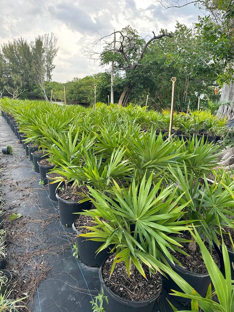 thrinax-radiata-florida-thatch-palm