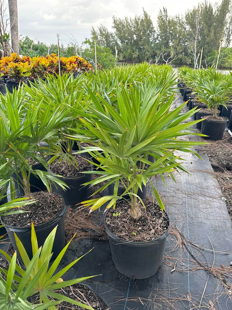 thrinax-radiata-florida-thatch-palm