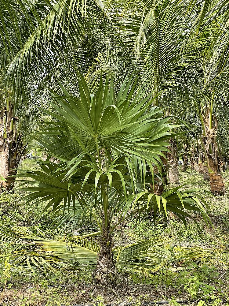 thrinax-radiata-florida-thatch-palm