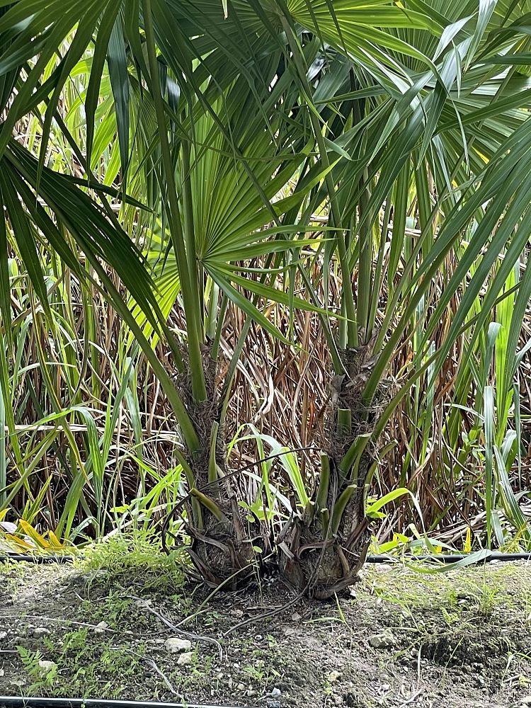 thrinax-radiata-florida-thatch-palm