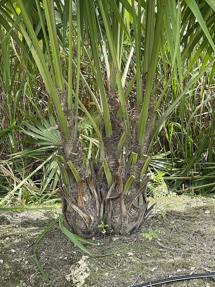 thrinax-radiata-florida-thatch-palm