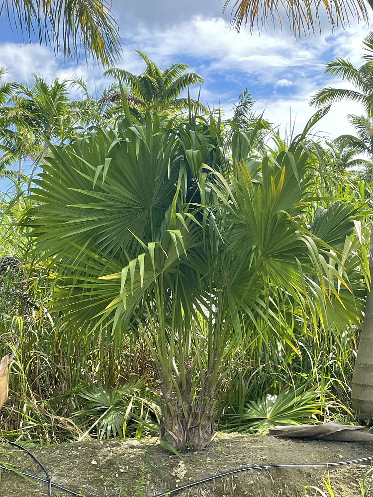 thrinax-radiata-florida-thatch-palm