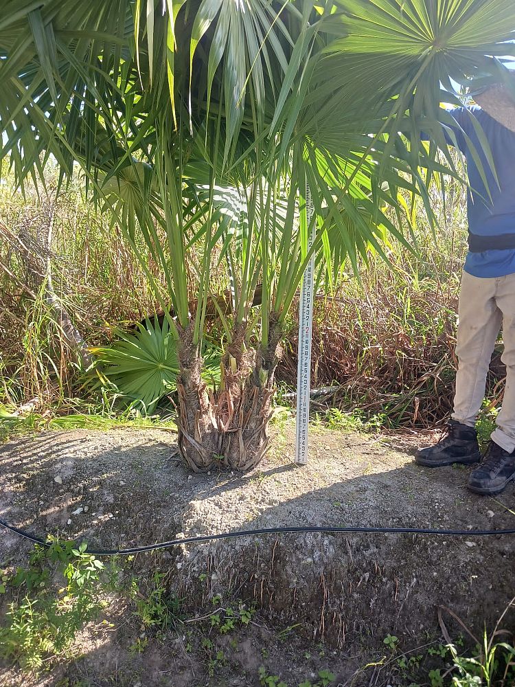 thrinax-radiata-florida-thatch-palm