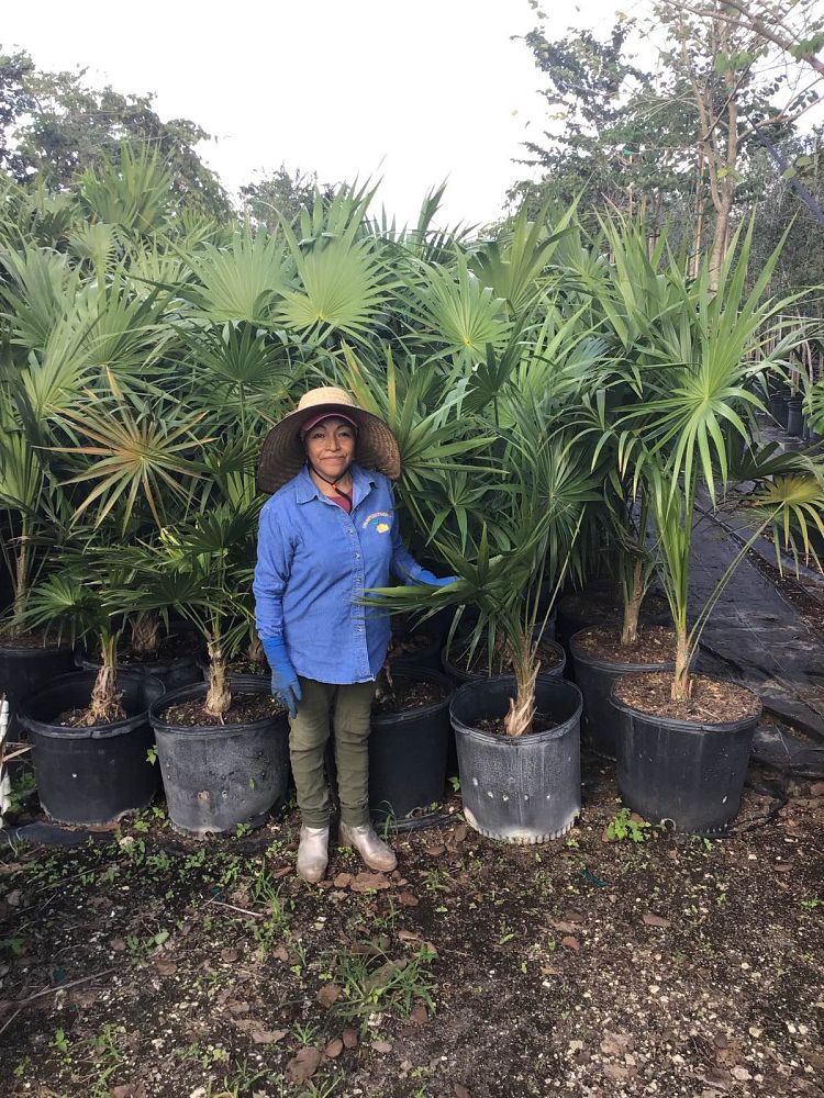 thrinax-radiata-florida-thatch-palm