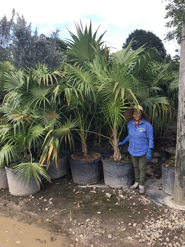 thrinax-radiata-florida-thatch-palm