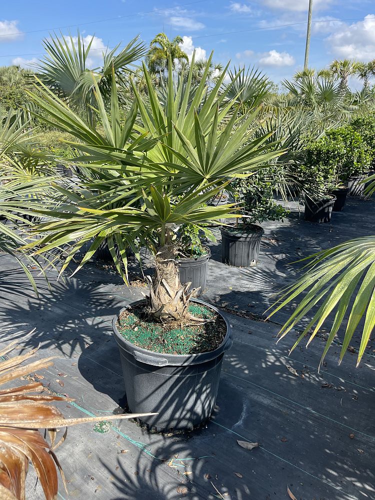 thrinax-radiata-florida-thatch-palm